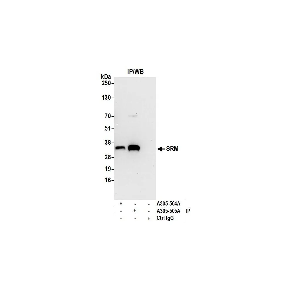 Rabbit anti-SRM Antibody, Affinity Purified