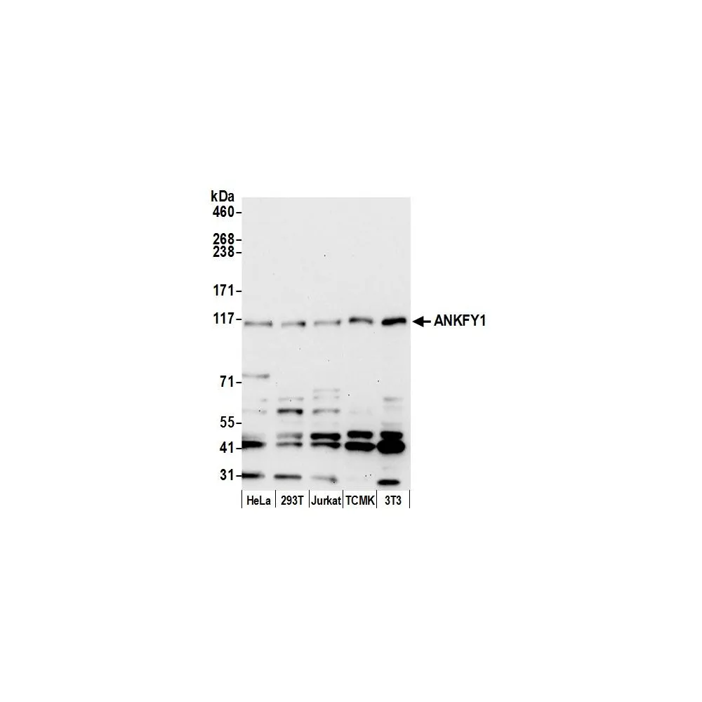 Rabbit anti-ANKFY1 Antibody, Affinity Purified