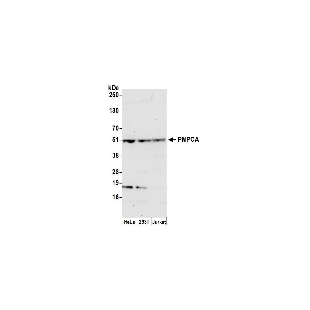 Rabbit anti-PMPCA Antibody, Affinity Purified