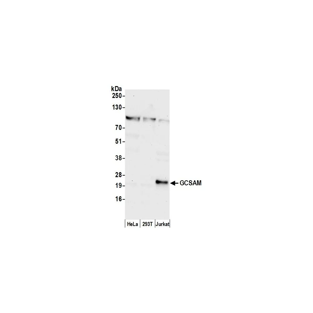 Rabbit anti-GCSAM Antibody, Affinity Purified
