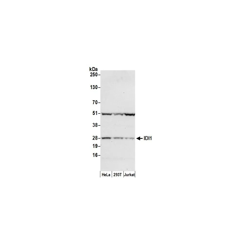 Rabbit anti-IDI1 Antibody, Affinity Purified