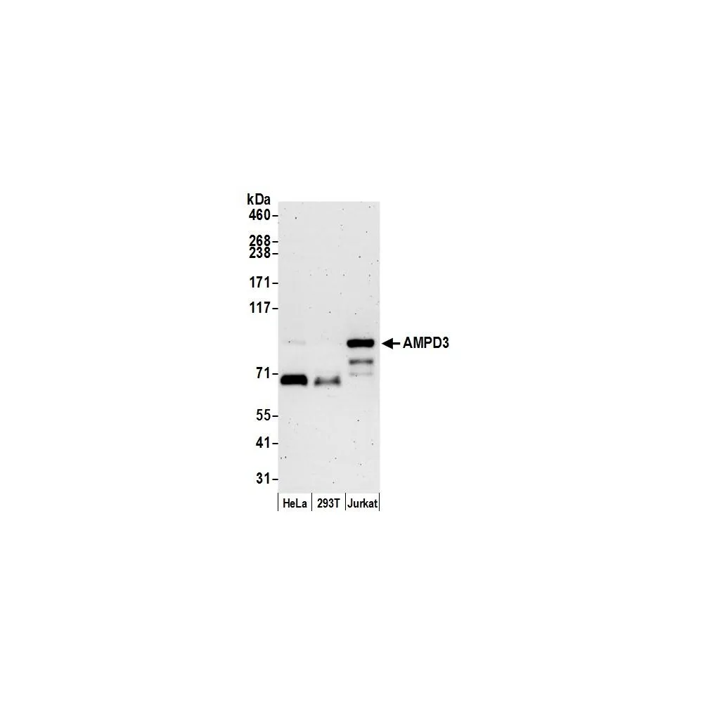 Rabbit anti-AMPD3 Antibody, Affinity Purified