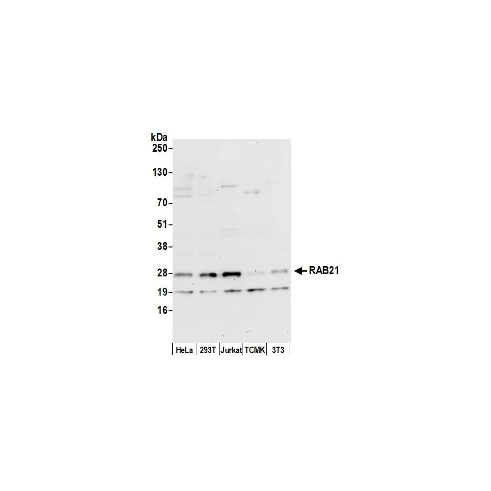 Rabbit anti-RAB21 Antibody, Affinity Purified
