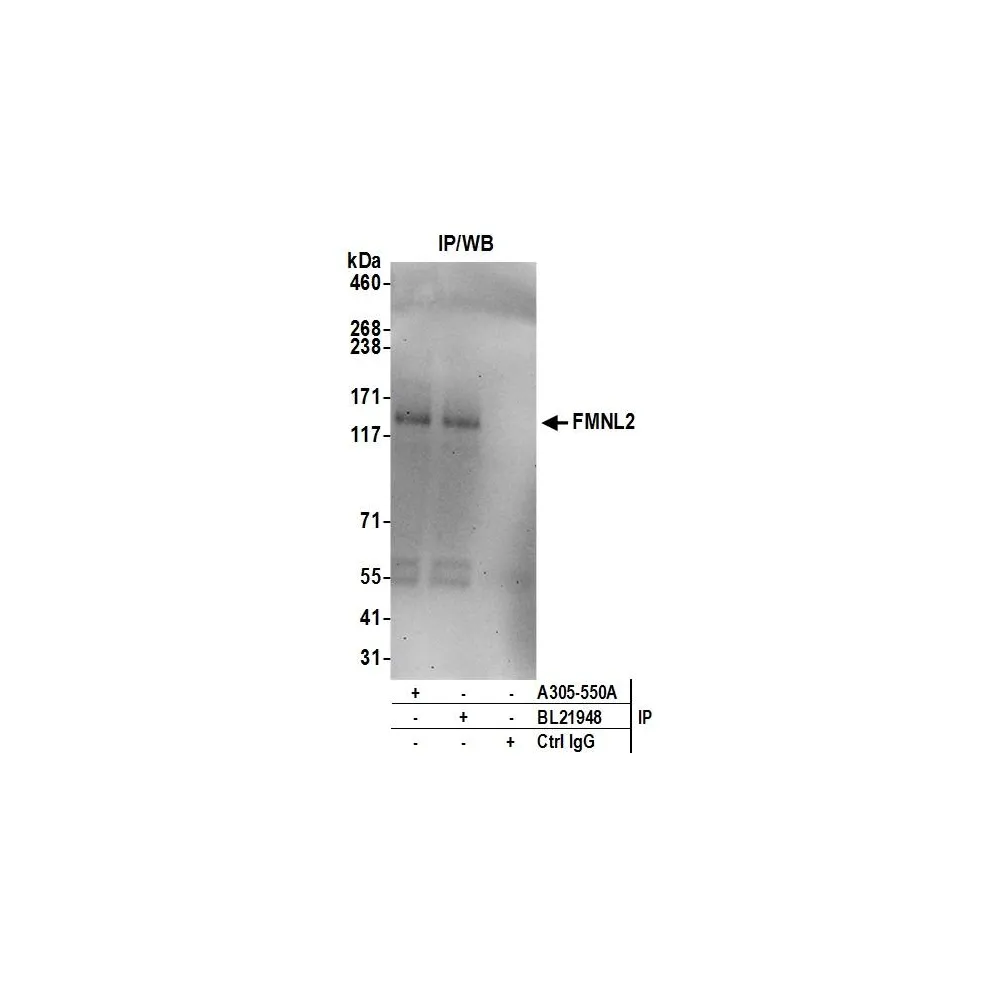 Rabbit anti-FMNL2 Antibody, Affinity Purified