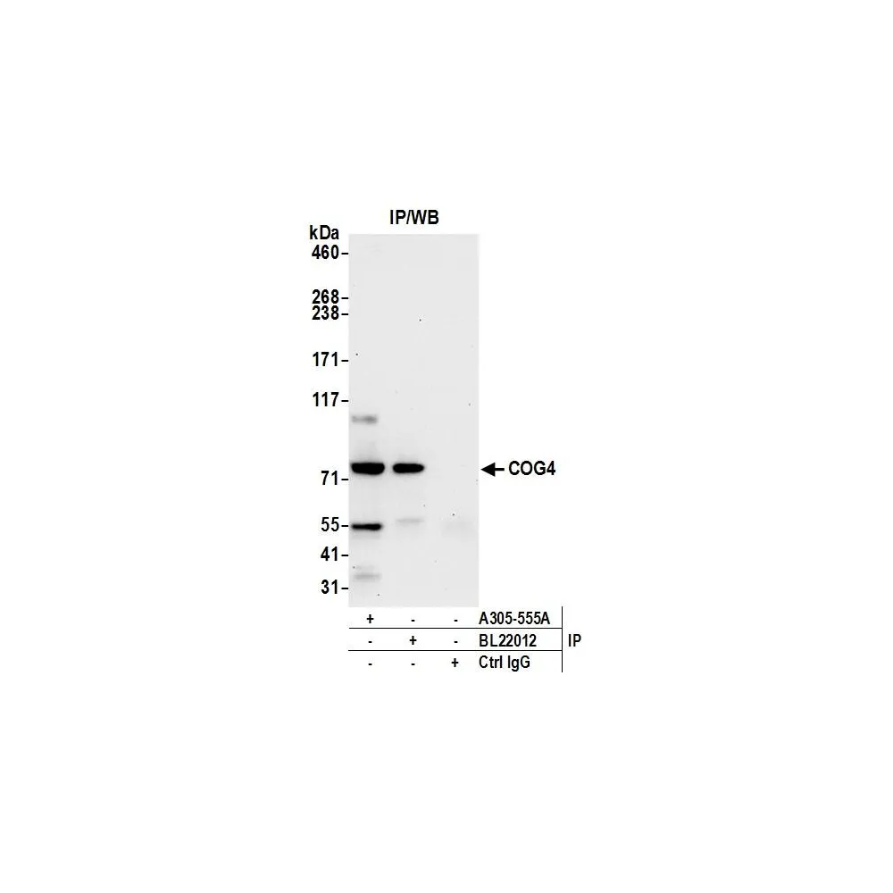 Rabbit anti-COG4 Antibody, Affinity Purified