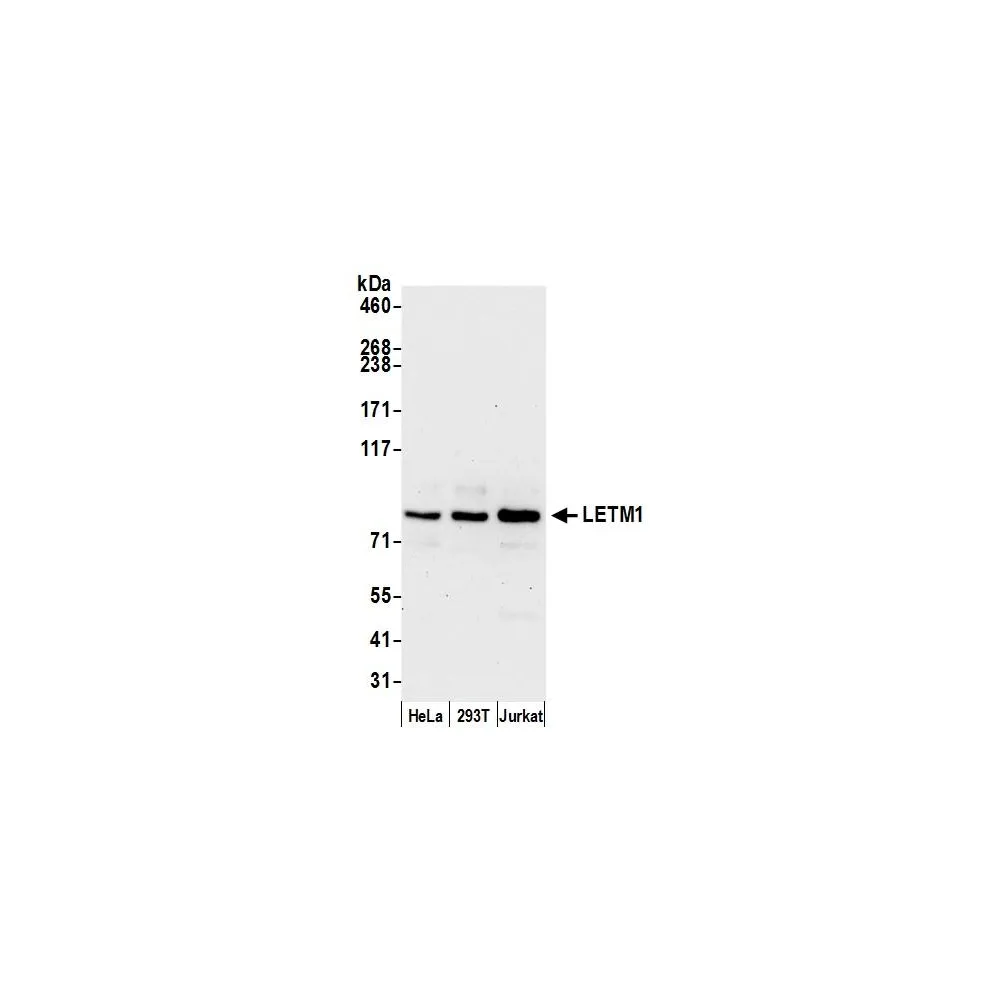 Rabbit anti-LETM1 Antibody, Affinity Purified