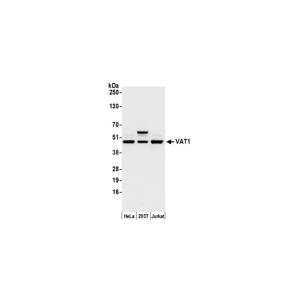 Rabbit anti-VAT1 Antibody, Affinity Purified