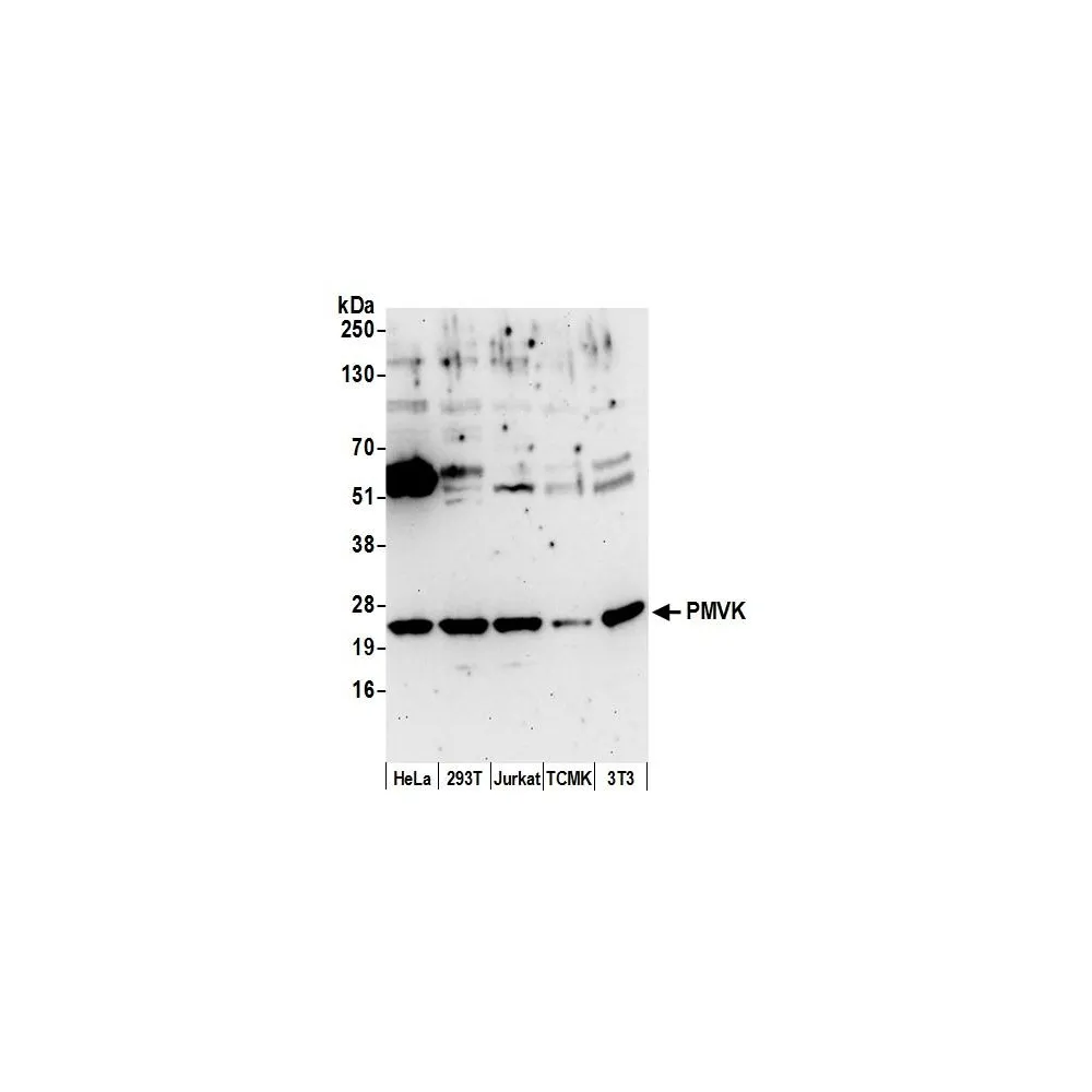Rabbit anti-PMVK Antibody, Affinity Purified