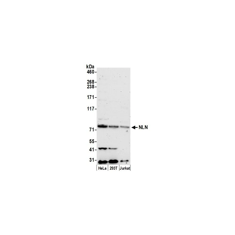Rabbit anti-NLN Antibody, Affinity Purified