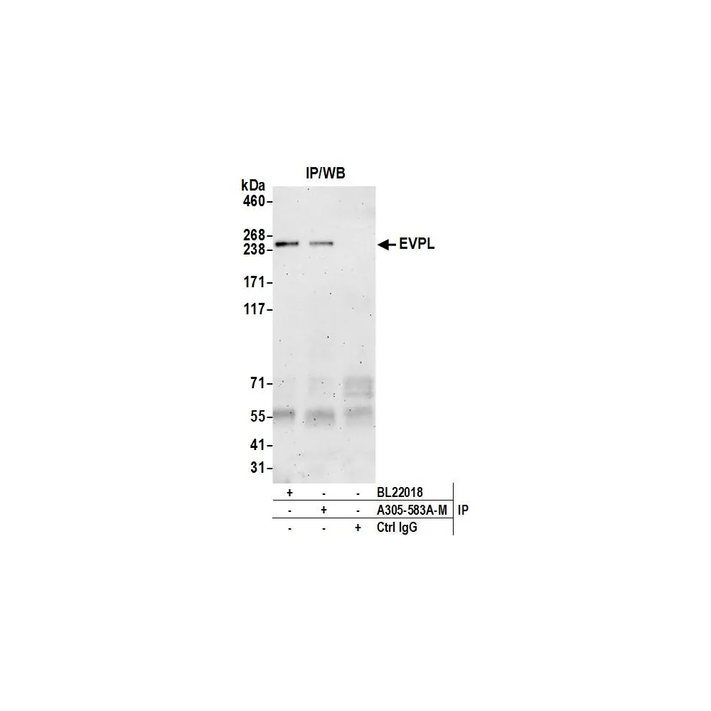 Rabbit anti-EVPL Antibody, Affinity Purified