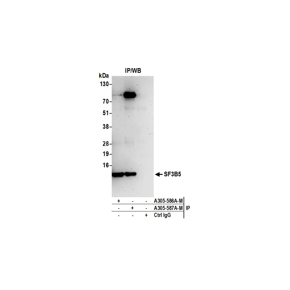 Rabbit anti-SF3B5 Antibody, Affinity Purified