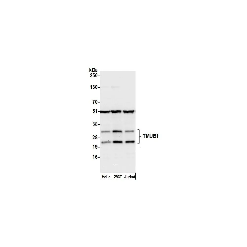 Rabbit anti-TMUB1 Antibody, Affinity Purified