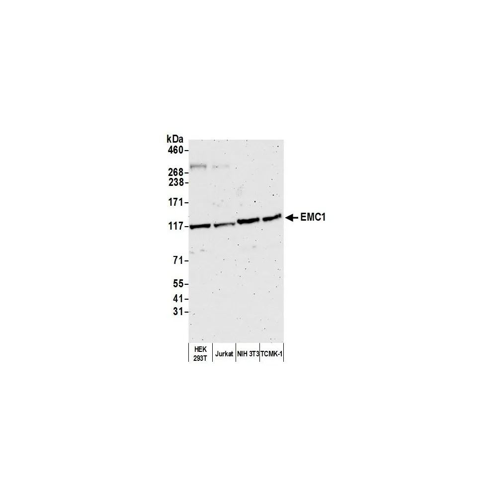 Rabbit anti-EMC1 Antibody, Affinity Purified
