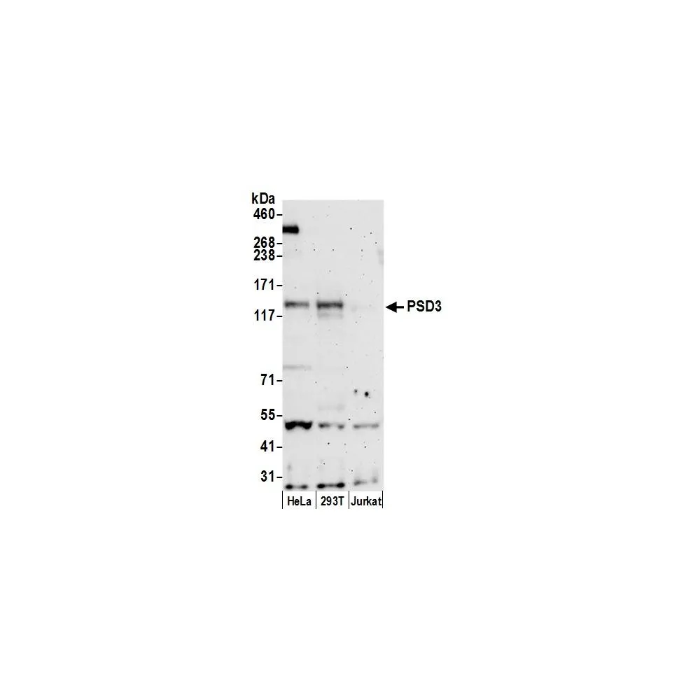 Rabbit anti-PSD3 Antibody, Affinity Purified