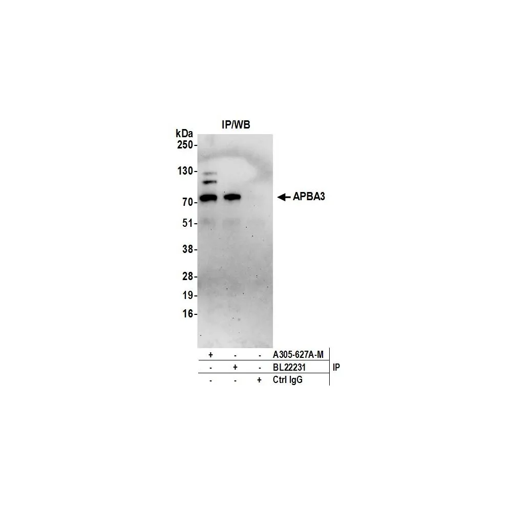 Rabbit anti-APBA3 Antibody, Affinity Purified
