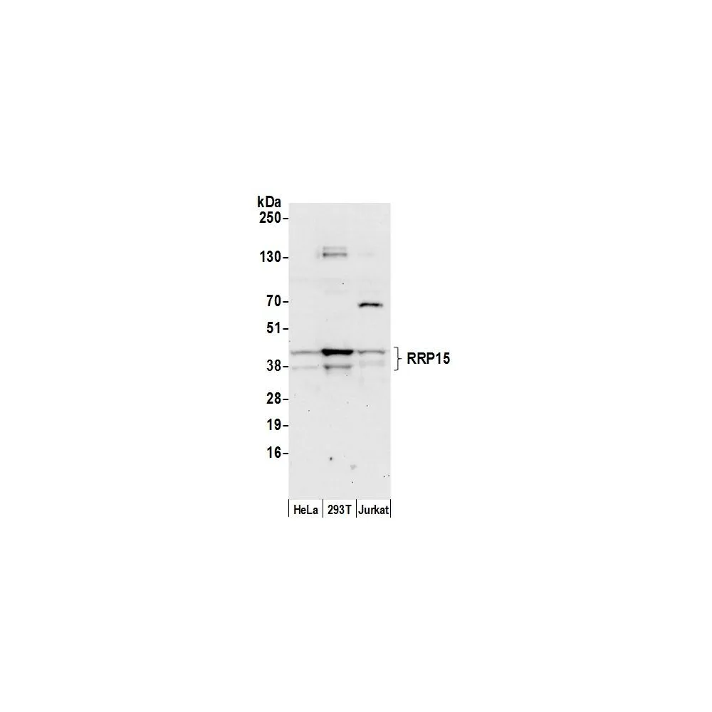 Rabbit anti-RRP15 Antibody, Affinity Purified