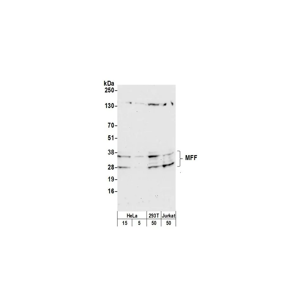 Rabbit anti-MFF Antibody, Affinity Purified