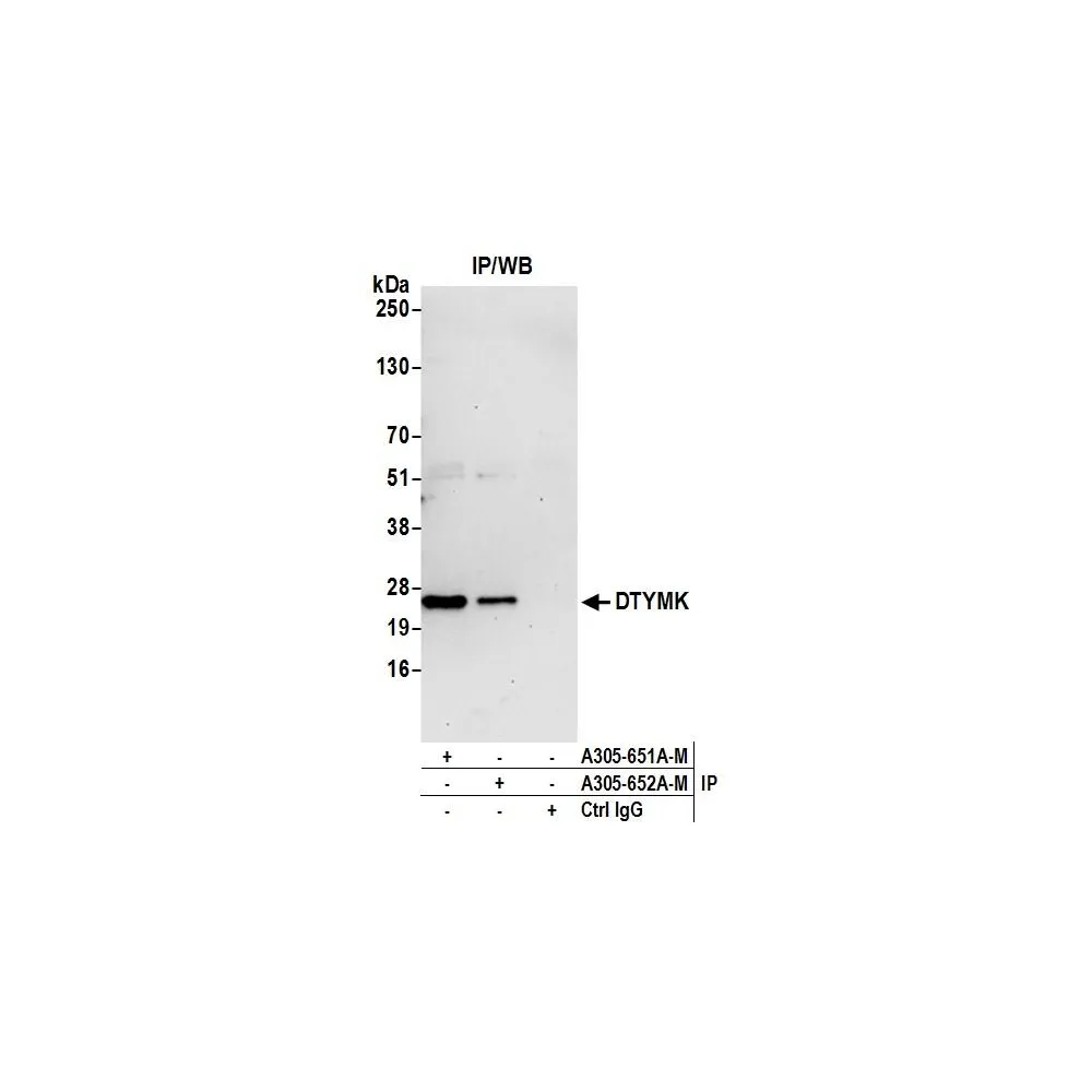 Rabbit anti-DTYMK Antibody, Affinity Purified