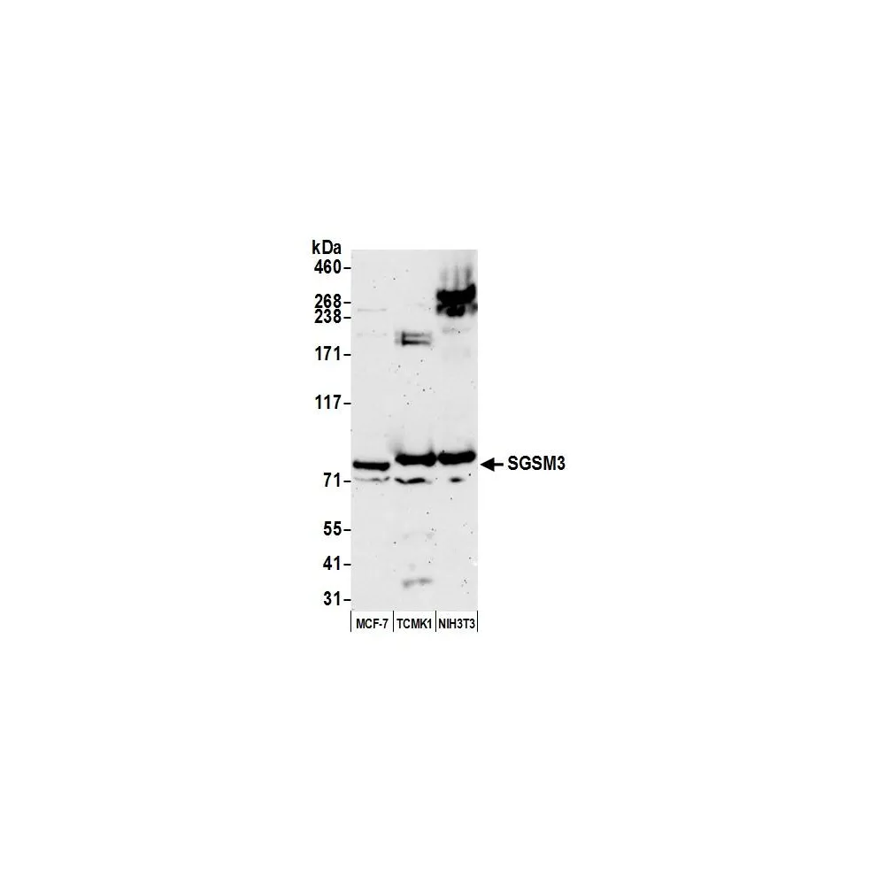 Rabbit anti-SGSM3 Antibody, Affinity Purified