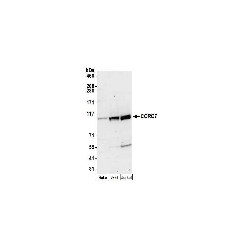 Rabbit anti-CORO7 Antibody, Affinity Purified