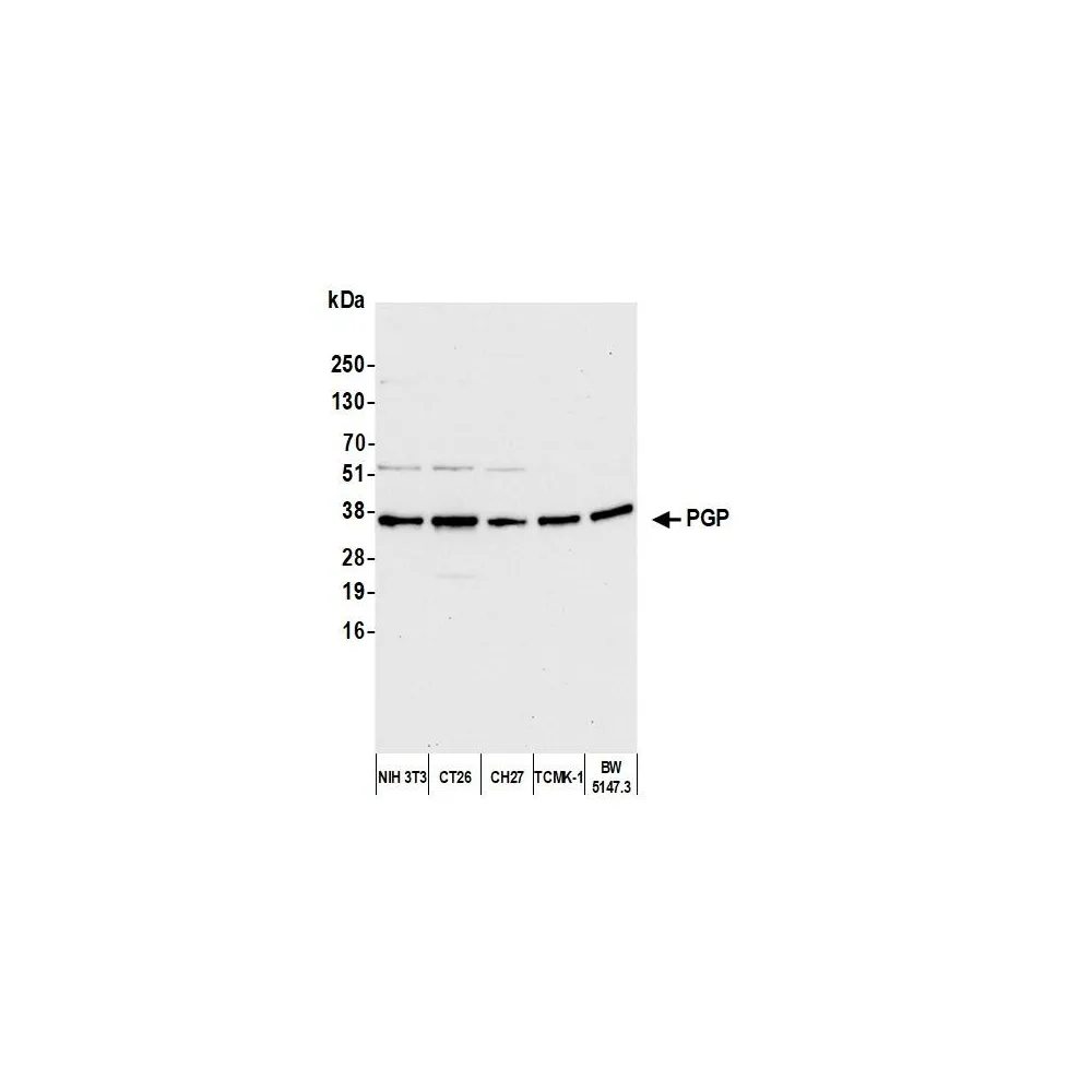 Rabbit anti-PGP Antibody, Affinity Purified