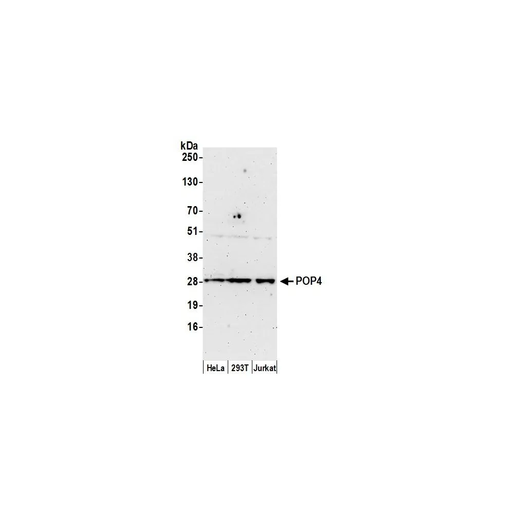 Rabbit anti-POP4 Antibody, Affinity Purified