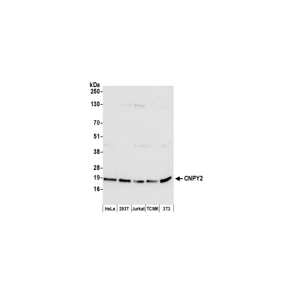 Rabbit anti-CNPY2 Antibody, Affinity Purified