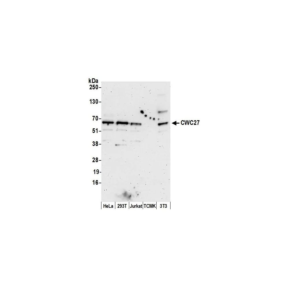 Rabbit anti-CWC27 Antibody, Affinity Purified