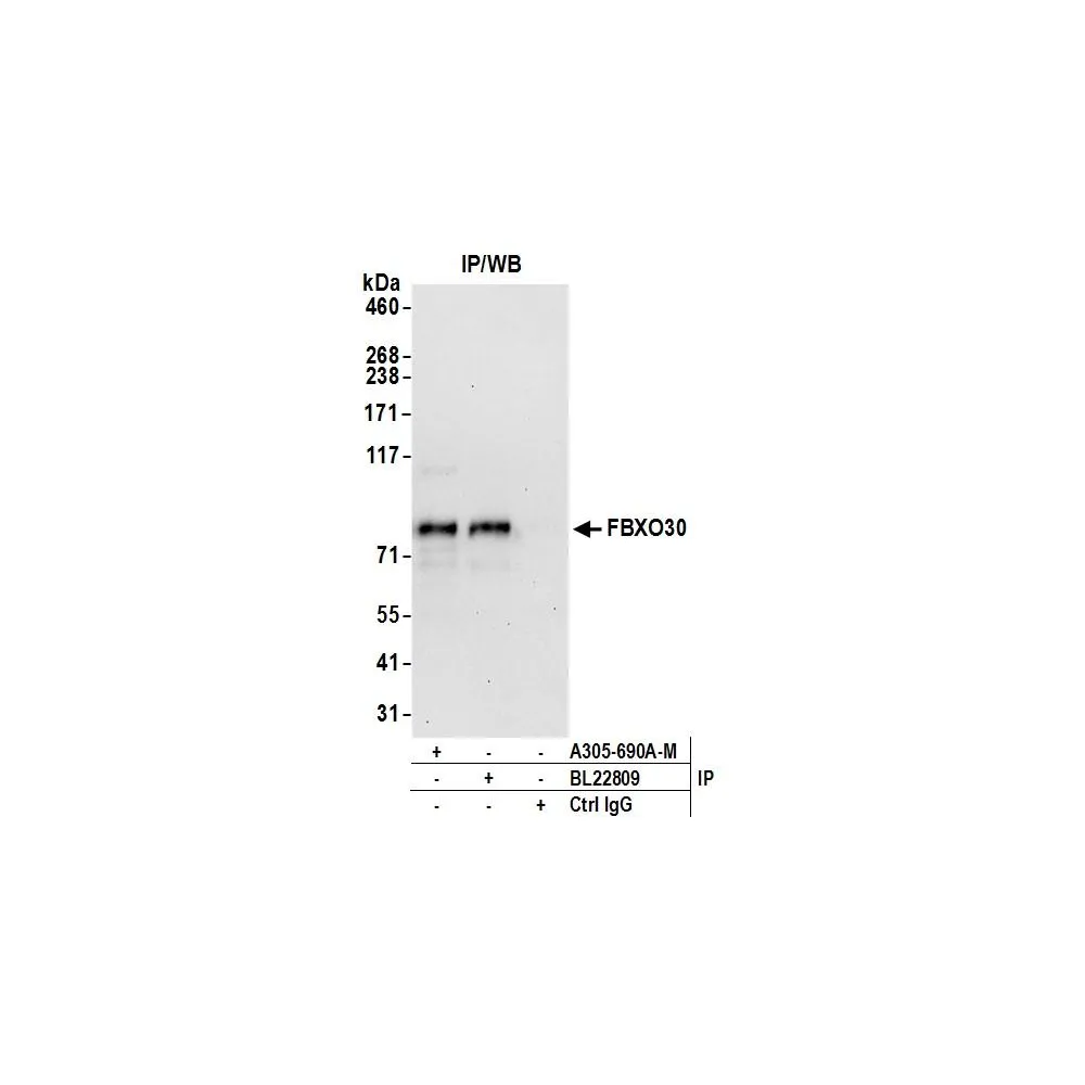 Rabbit anti-FBXO30 Antibody, Affinity Purified