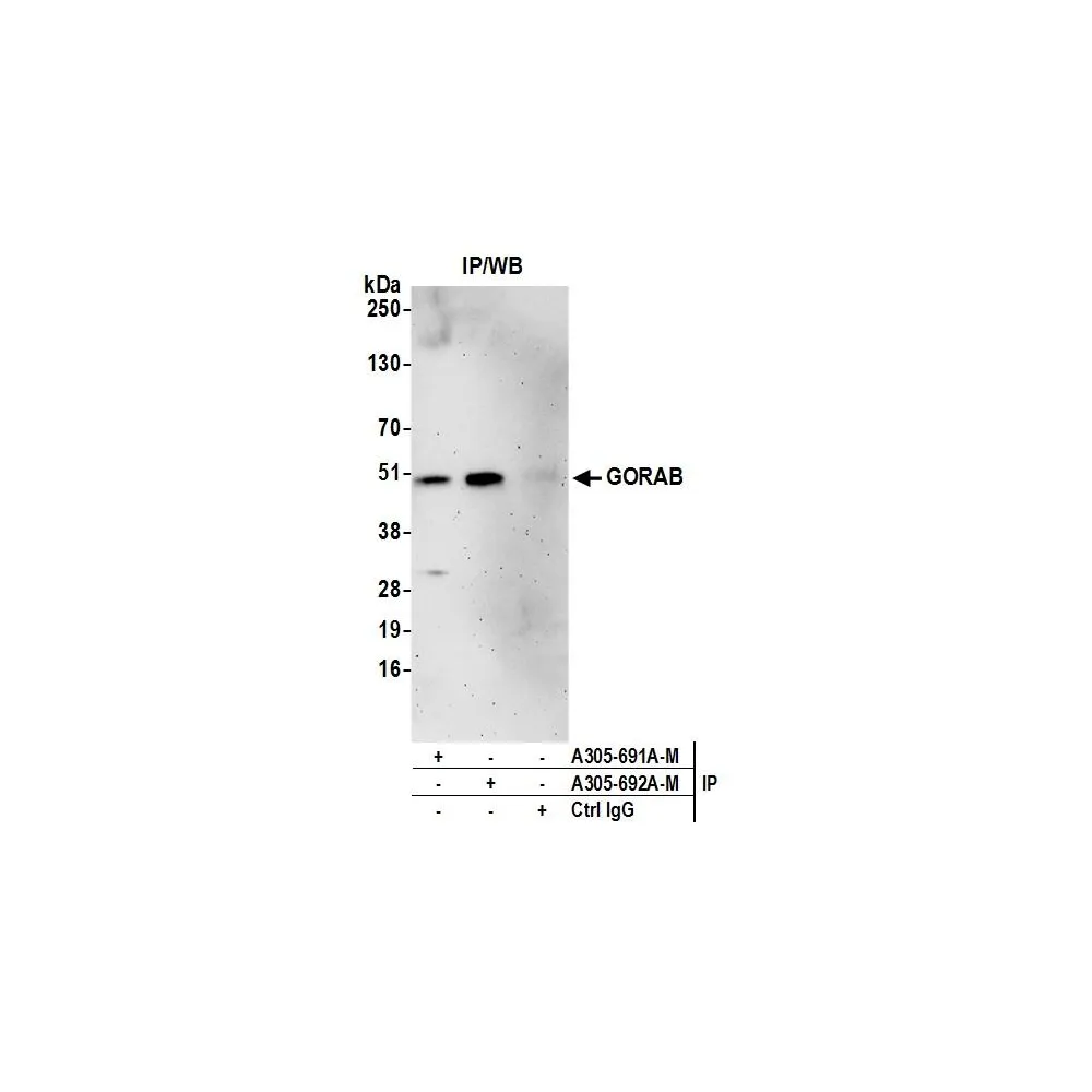 Rabbit anti-GORAB Antibody, Affinity Purified