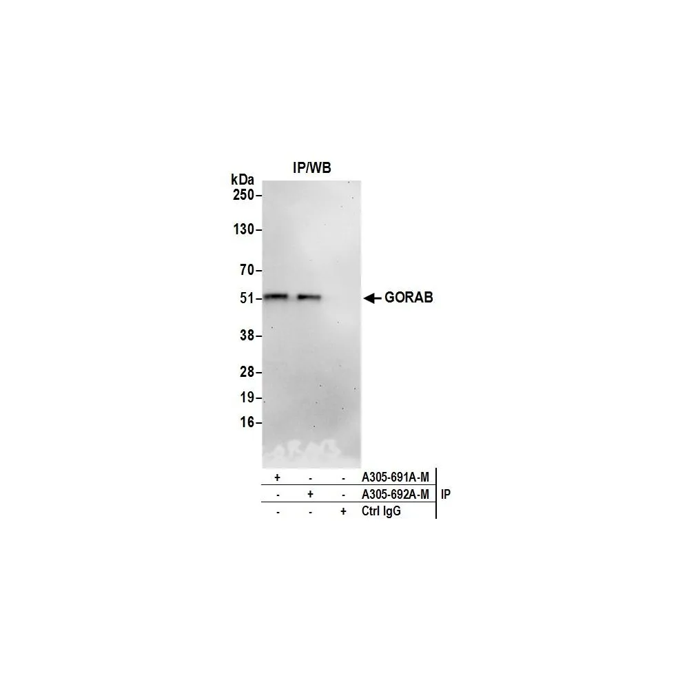 Rabbit anti-GORAB Antibody, Affinity Purified