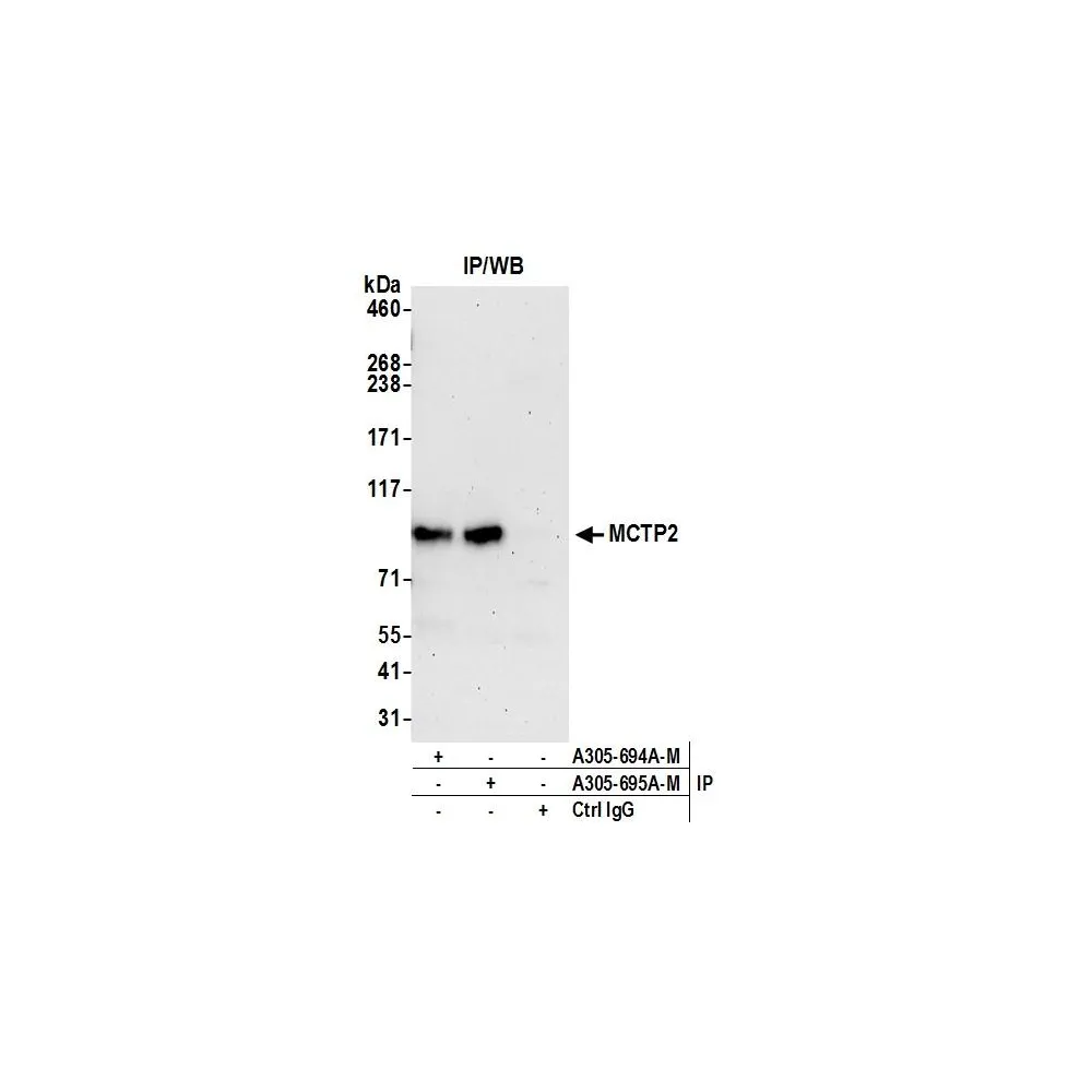 Rabbit anti-MCTP2 Antibody, Affinity Purified