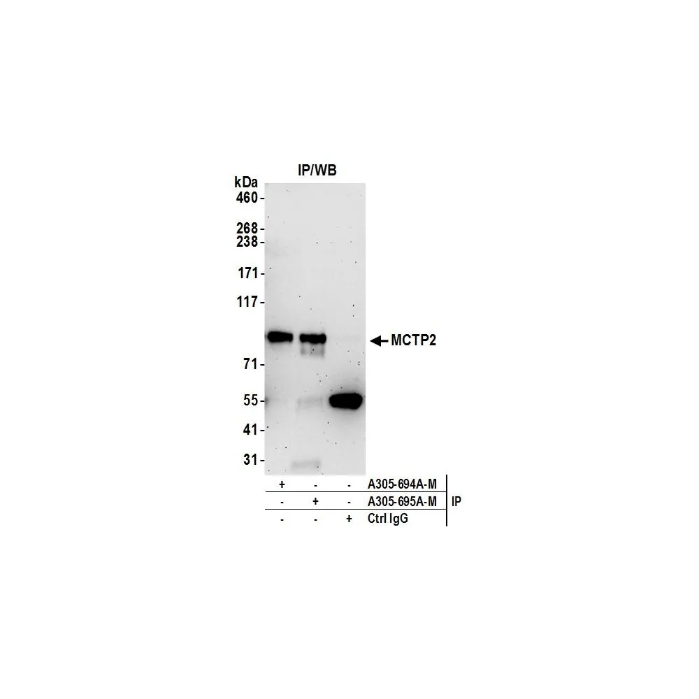 Rabbit anti-MCTP2 Antibody, Affinity Purified