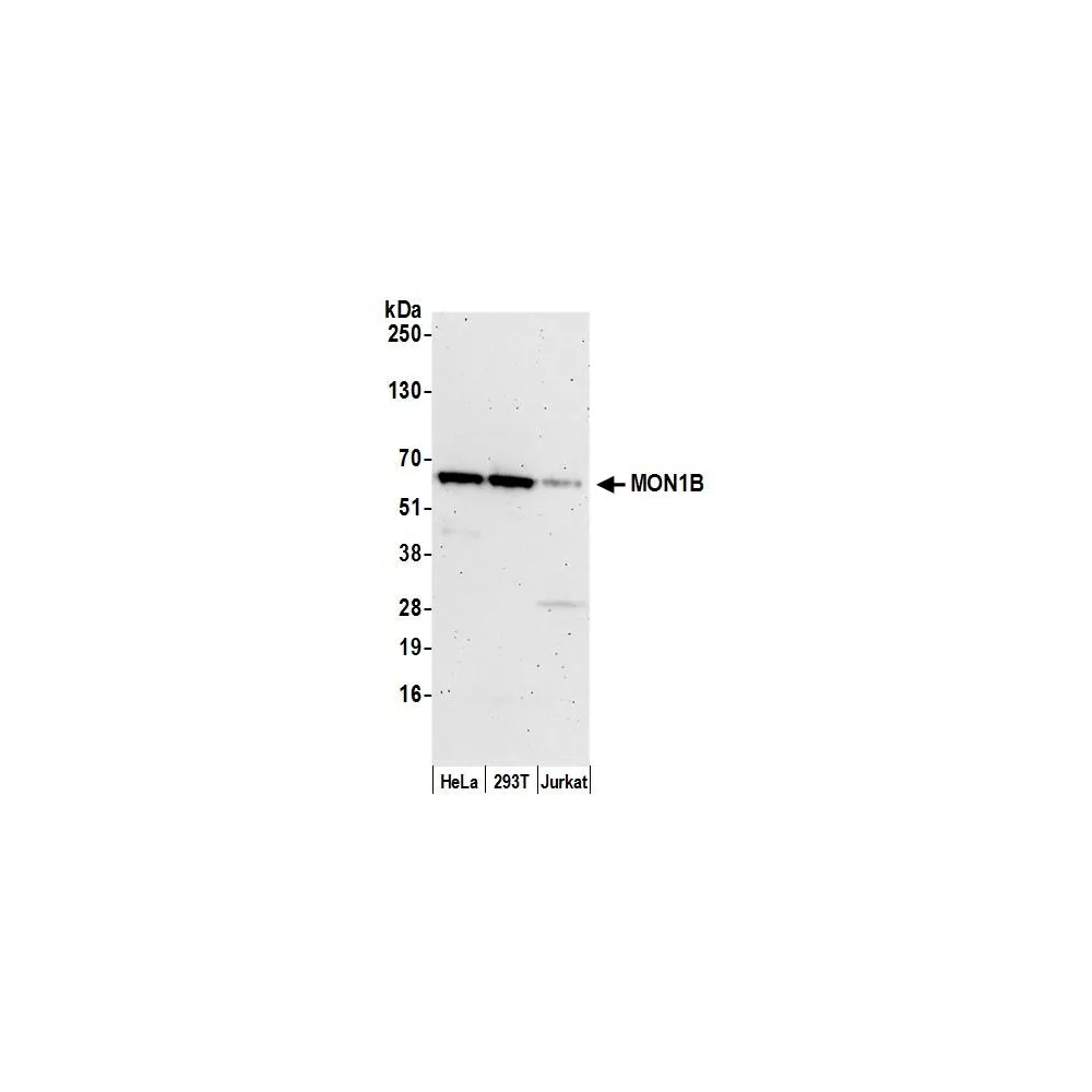 Rabbit anti-MON1B Antibody, Affinity Purified