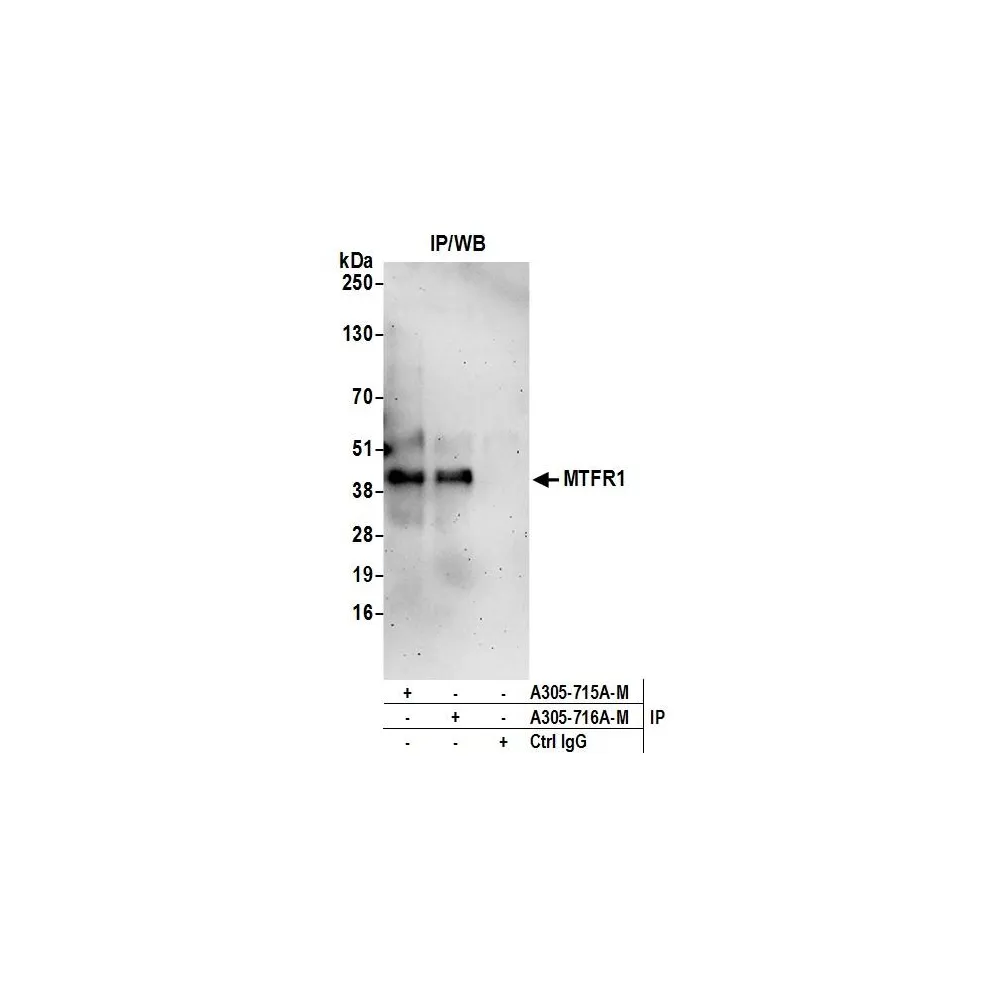 Rabbit anti-MTFR1 Antibody, Affinity Purified