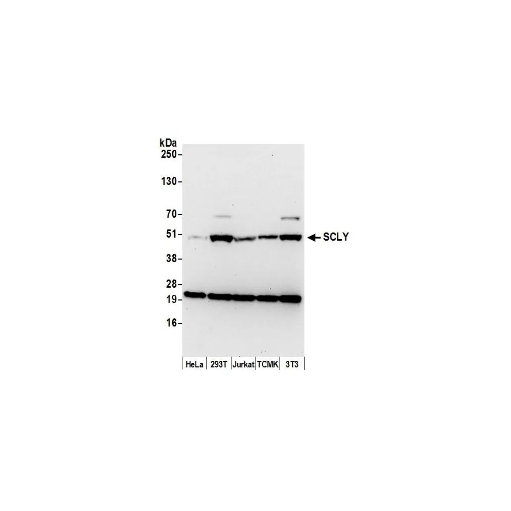Rabbit anti-SCLY Antibody, Affinity Purified