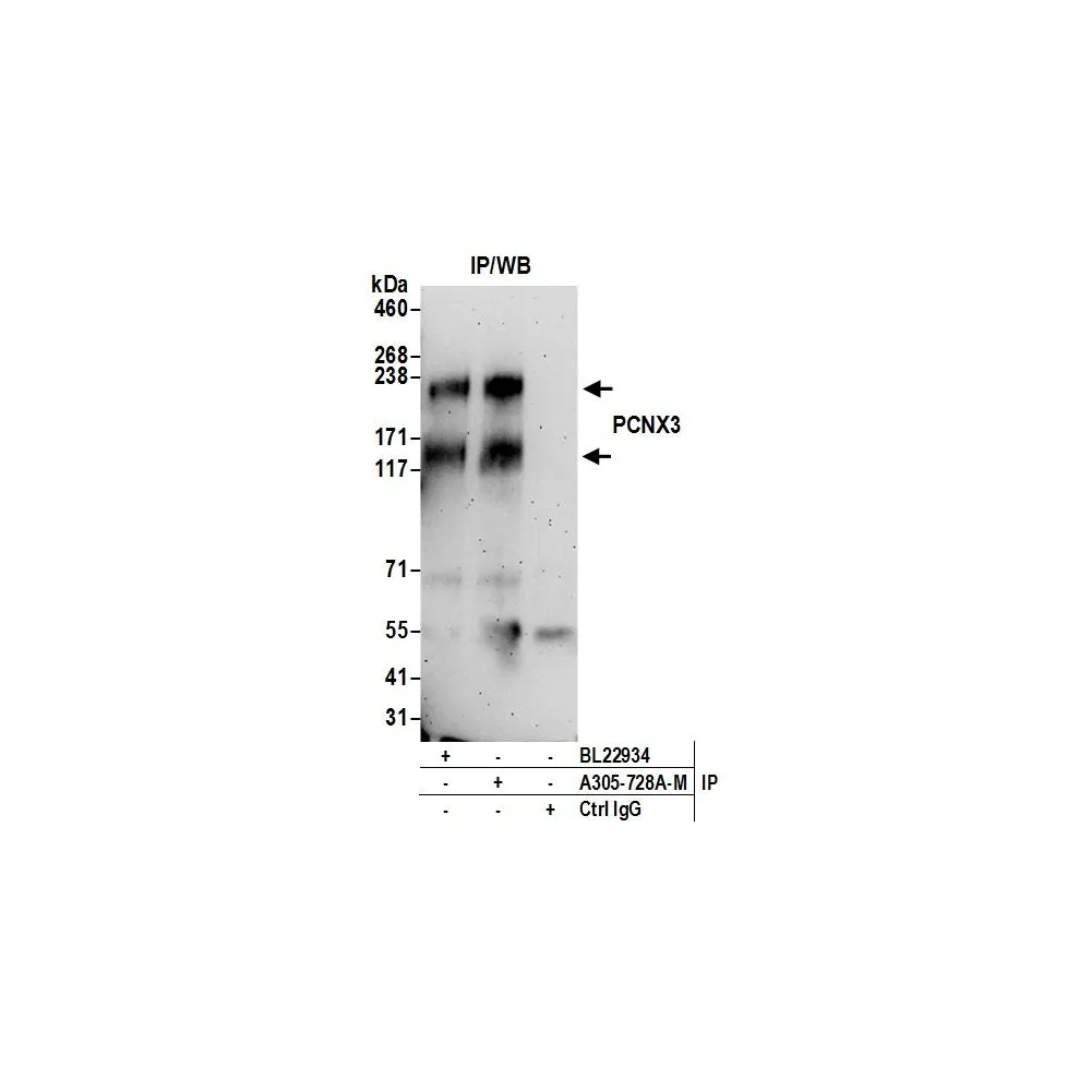 Rabbit anti-PCNX3 Antibody, Affinity Purified