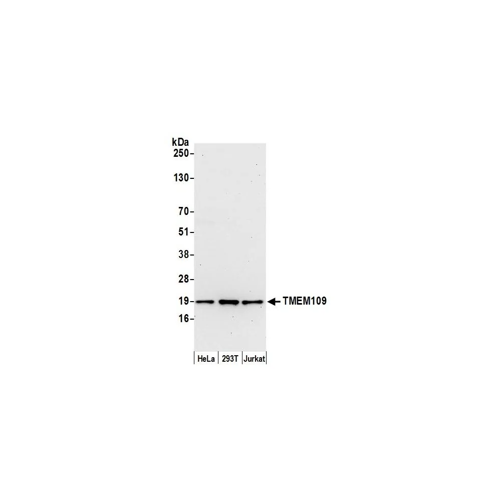 Rabbit anti-TMEM109 Antibody, Affinity Purified