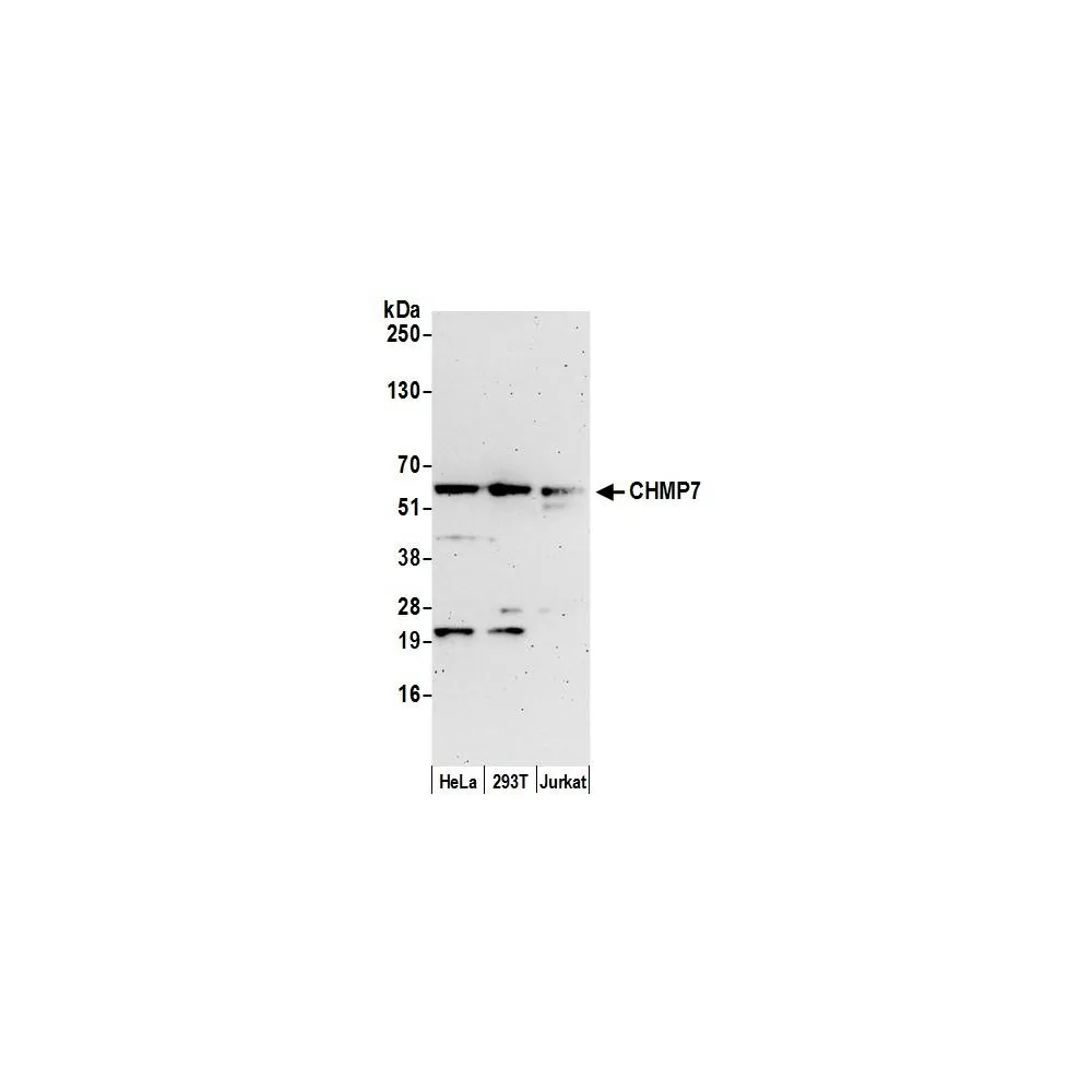 Rabbit anti-CHMP7 Antibody, Affinity Purified