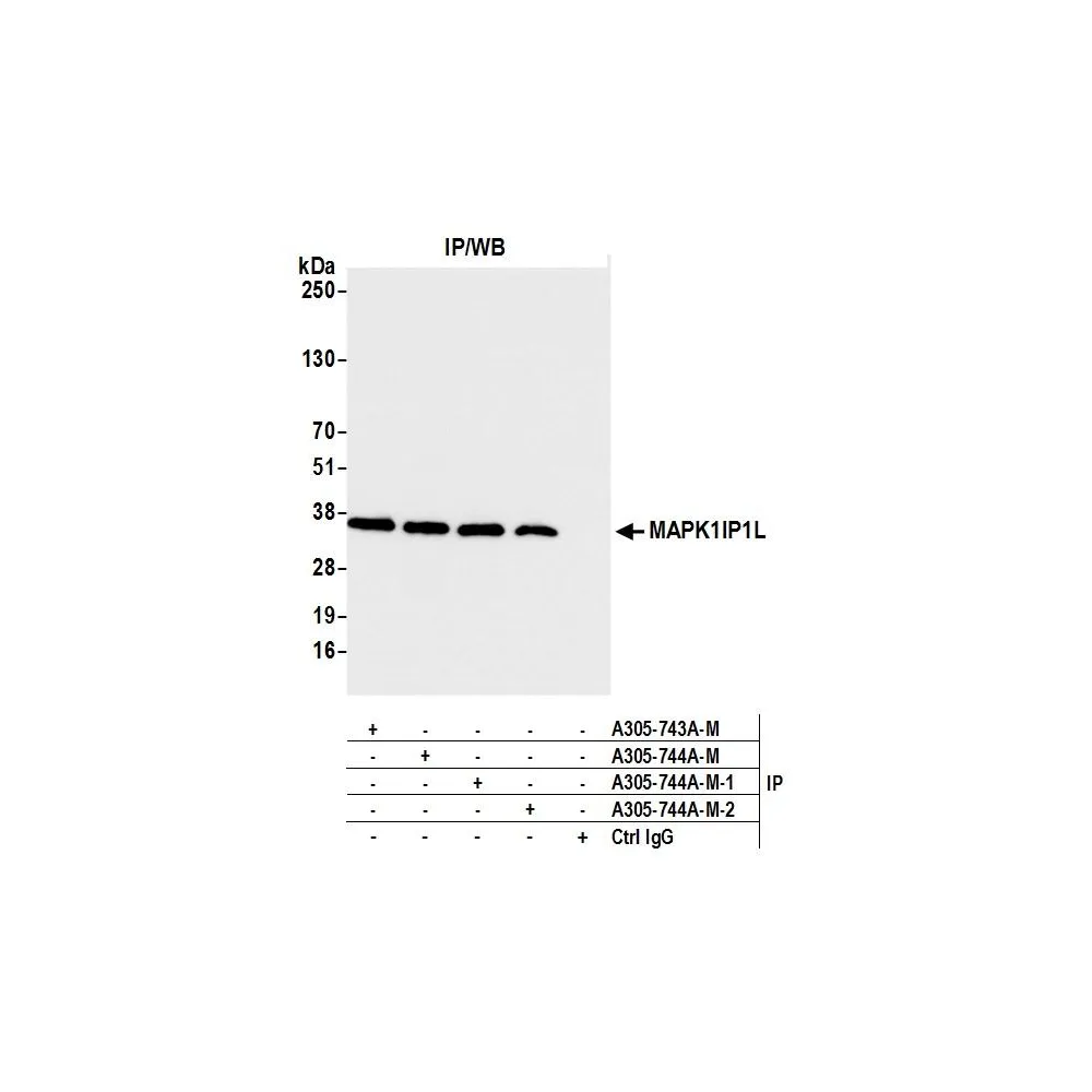 Rabbit anti-MAPK1IP1L Antibody, Affinity Purified