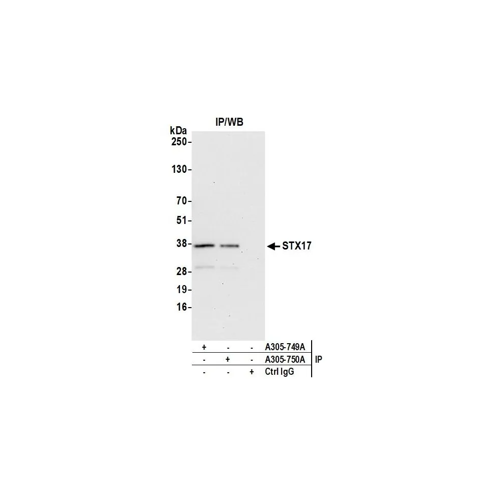 Rabbit anti-STX17 Antibody, Affinity Purified