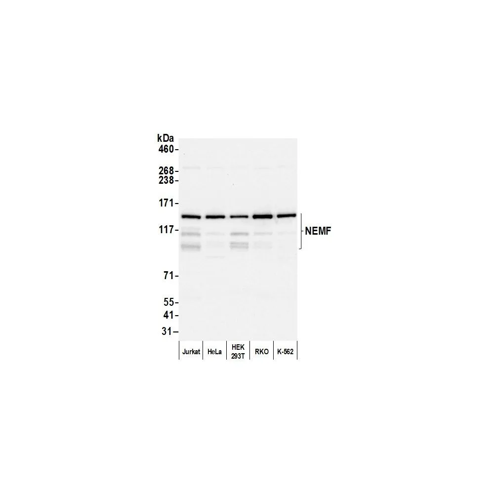 Rabbit anti-NEMF Antibody, Affinity Purified