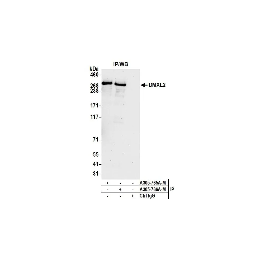 Rabbit anti-DMXL2 Antibody, Affinity Purified