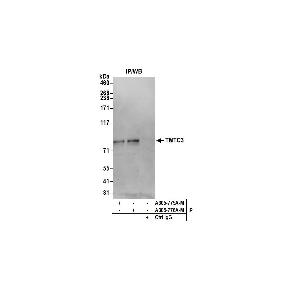 Rabbit anti-TMTC3 Antibody, Affinity Purified
