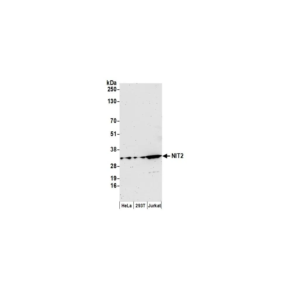 Rabbit anti-NIT2 Antibody, Affinity Purified