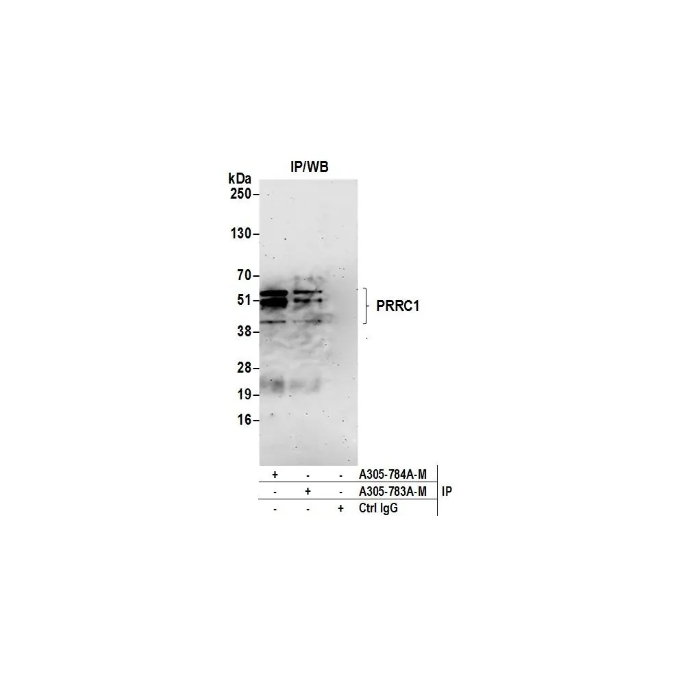 Rabbit anti-PRRC1 Antibody, Affinity Purified