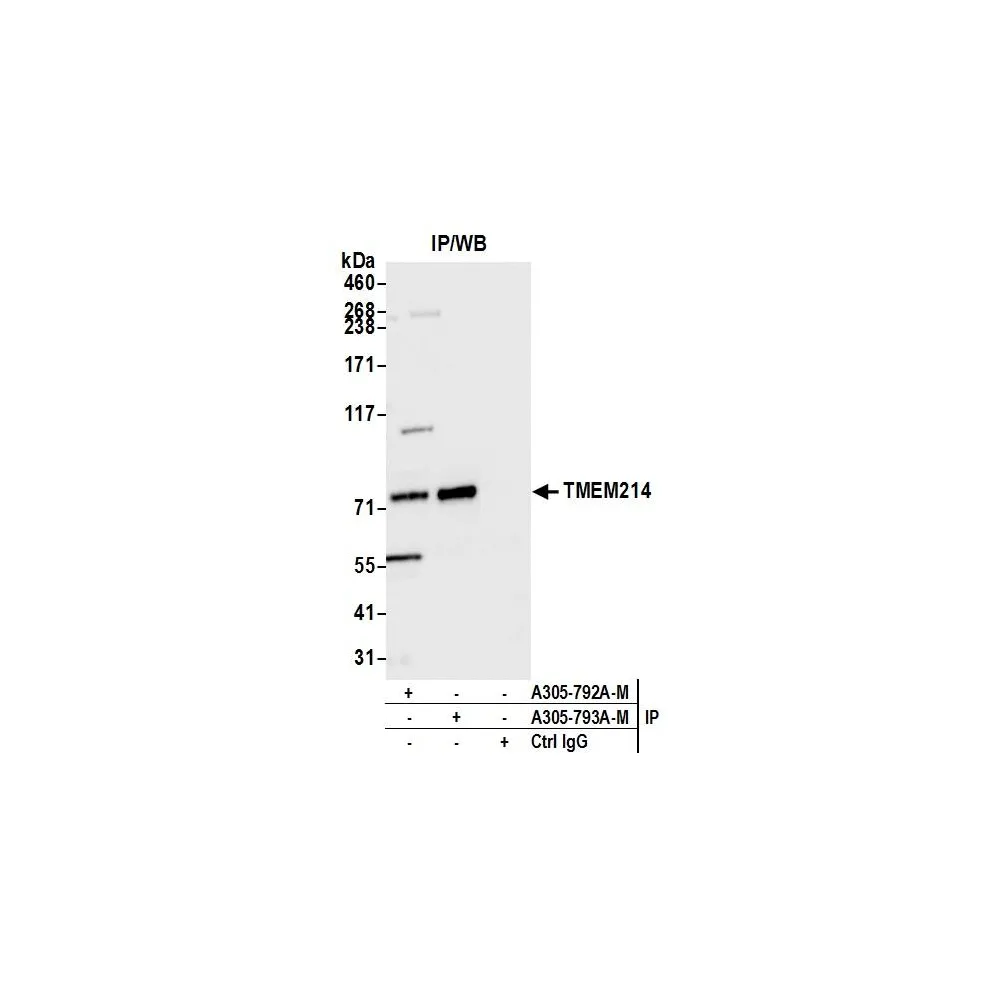 Rabbit anti-TMEM214 Antibody, Affinity Purified