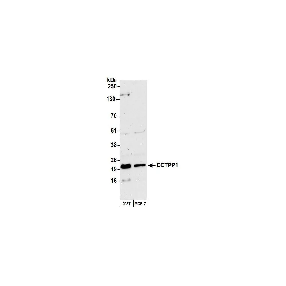 Rabbit anti-DCTPP1 Antibody, Affinity Purified