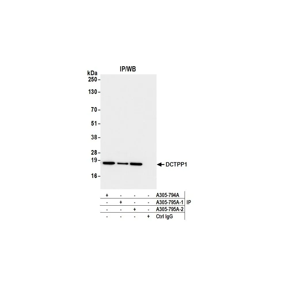 Rabbit anti-DCTPP1 Antibody, Affinity Purified