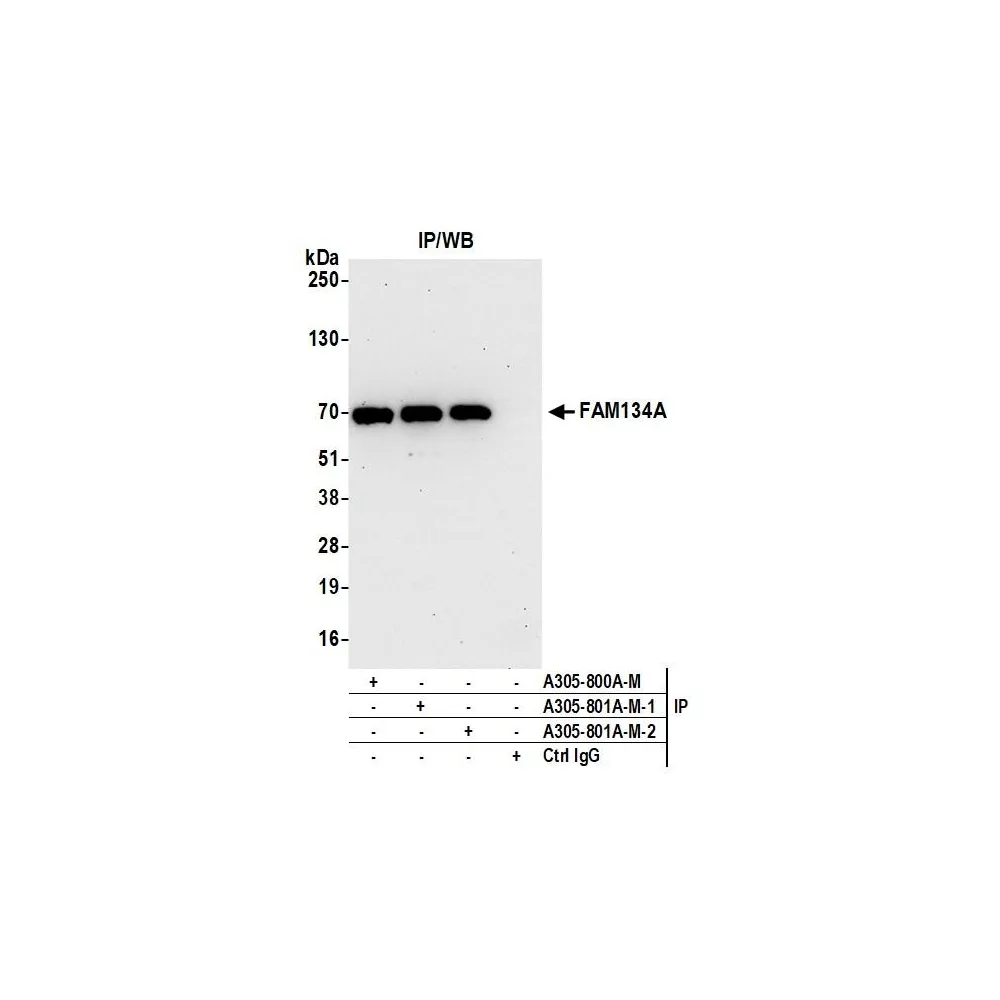 Rabbit anti-FAM134A Antibody, Affinity Purified